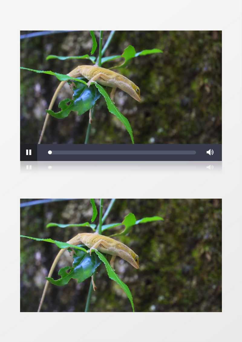 一只壁虎在丛林中爬行实拍视频素材