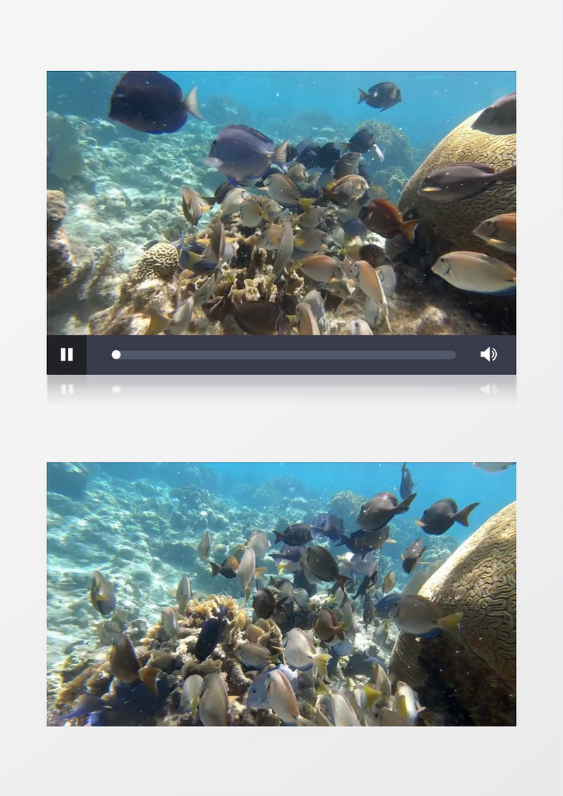 一群鱼在海底游走穿梭实拍视频素材