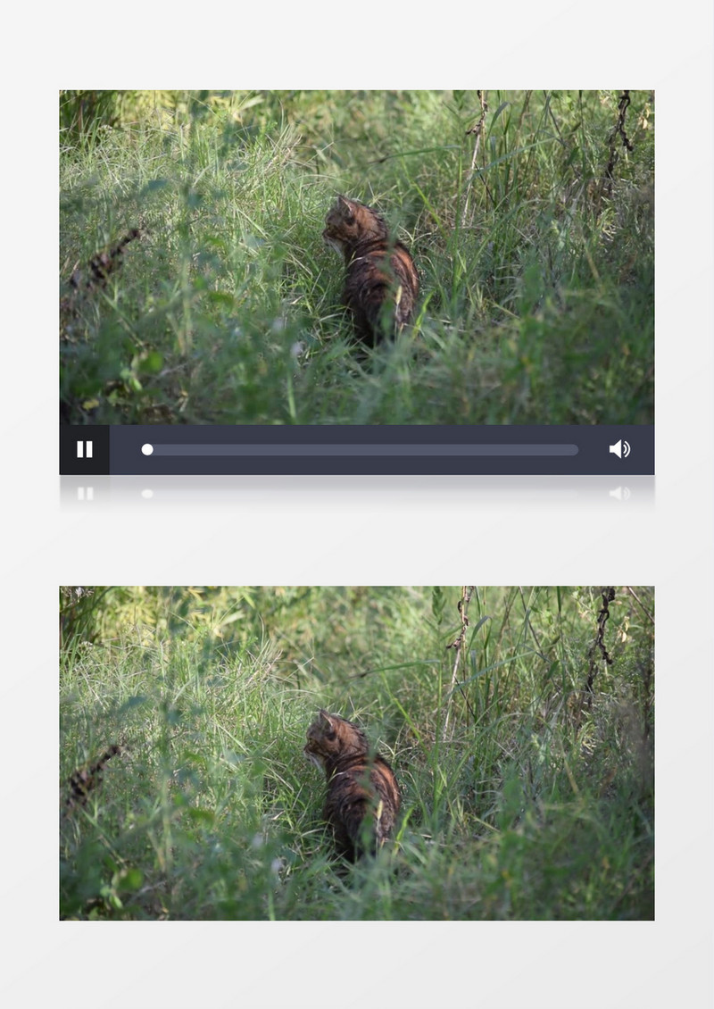 一只猫站立在草丛中实拍视频素材
