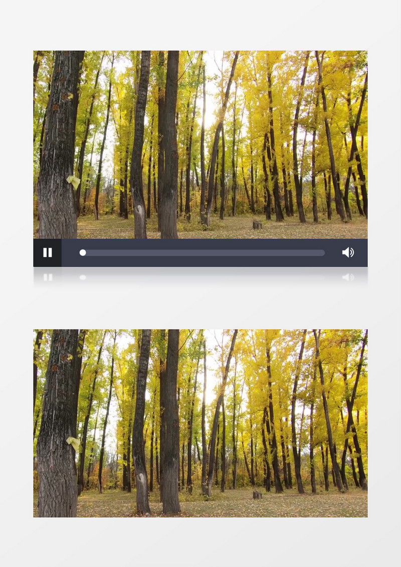 郊区森林中变黄的树叶实拍视频素材