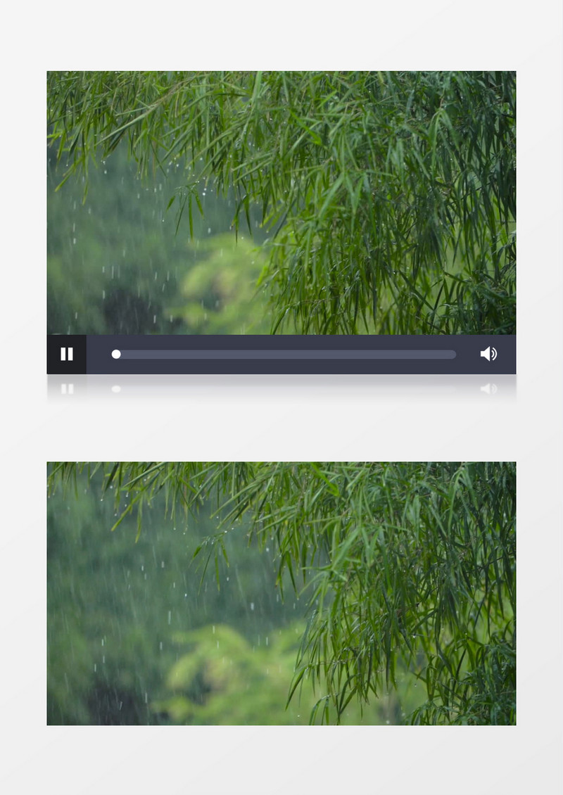 被雨滴压弯了的竹林实拍视频素材