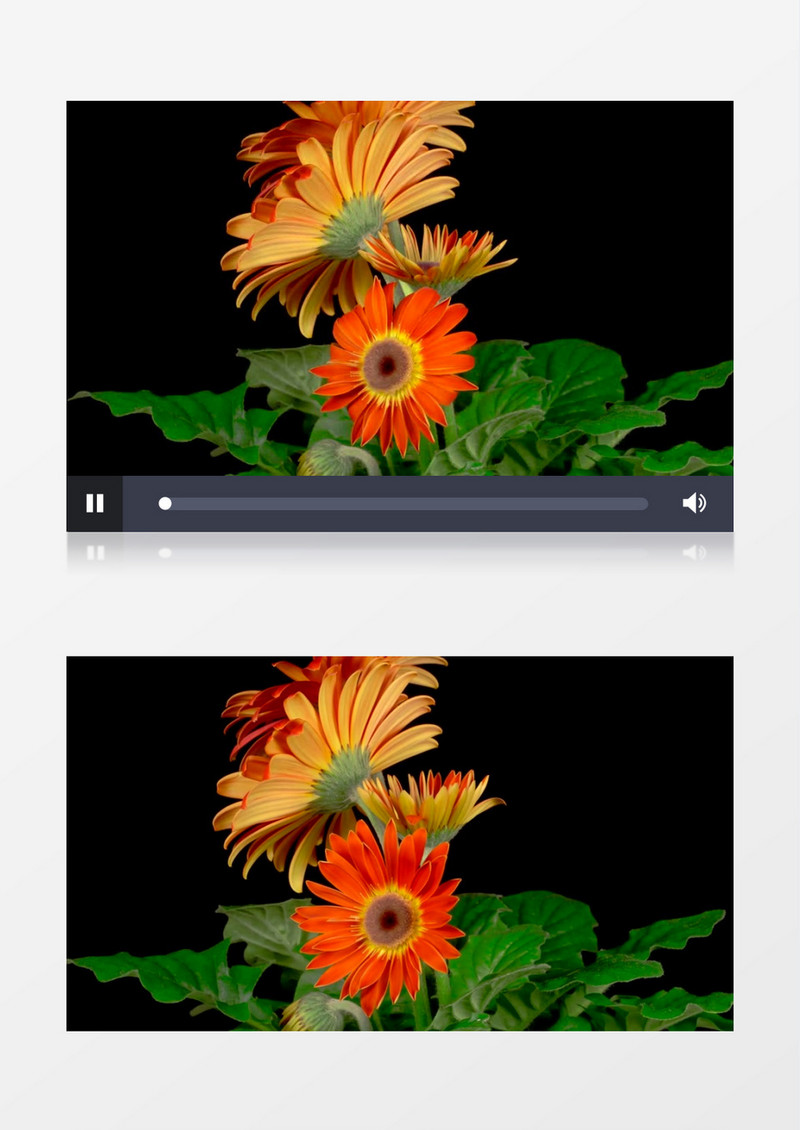 延时拍摄非洲菊的绽放过程实拍视频素材