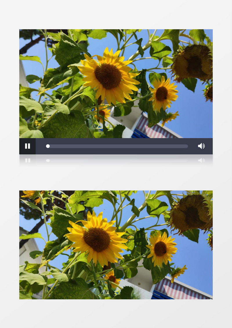 蓝天下的向日葵实拍视频素材