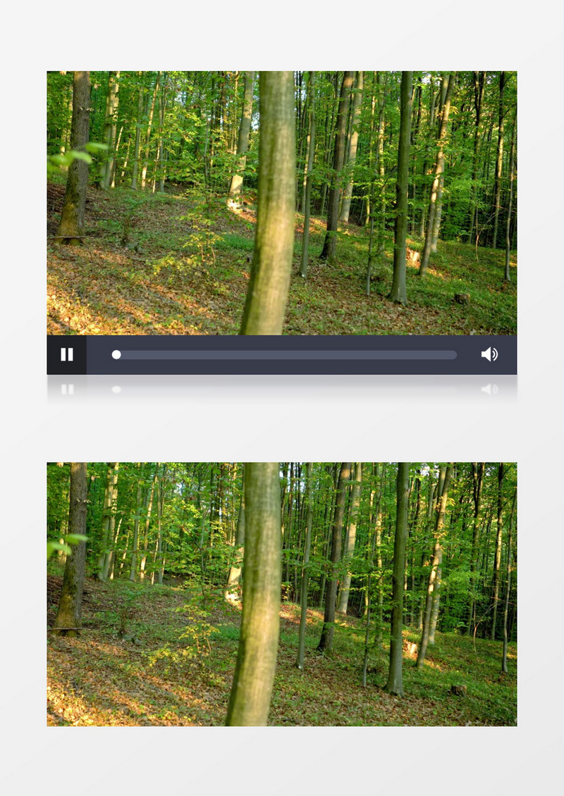 清晨静谧的森林实拍视频素材