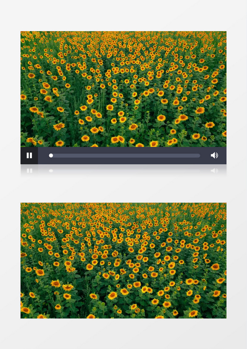 镜头略过成片的向日葵花圃实拍视频素材