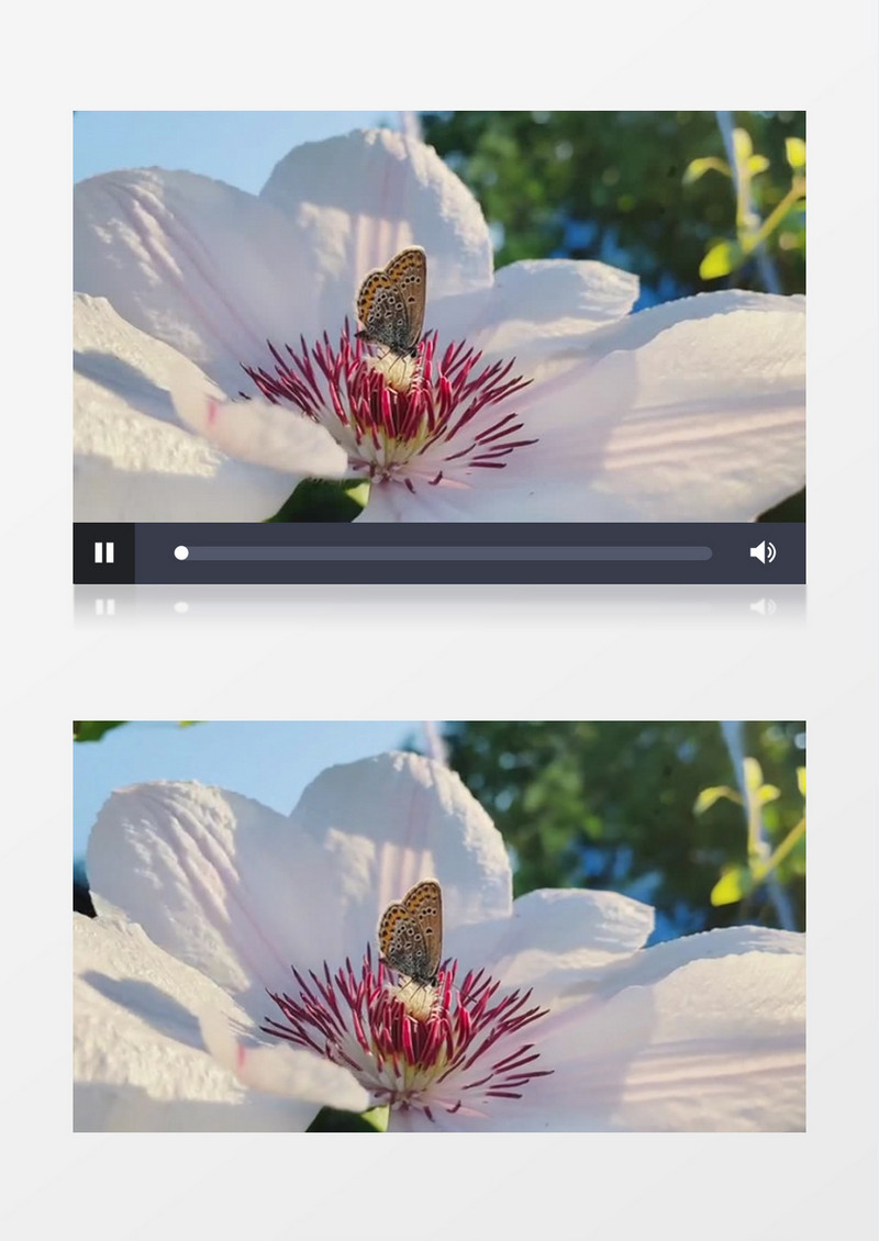 一只蝴蝶在花蕊中觅食实拍视频素材