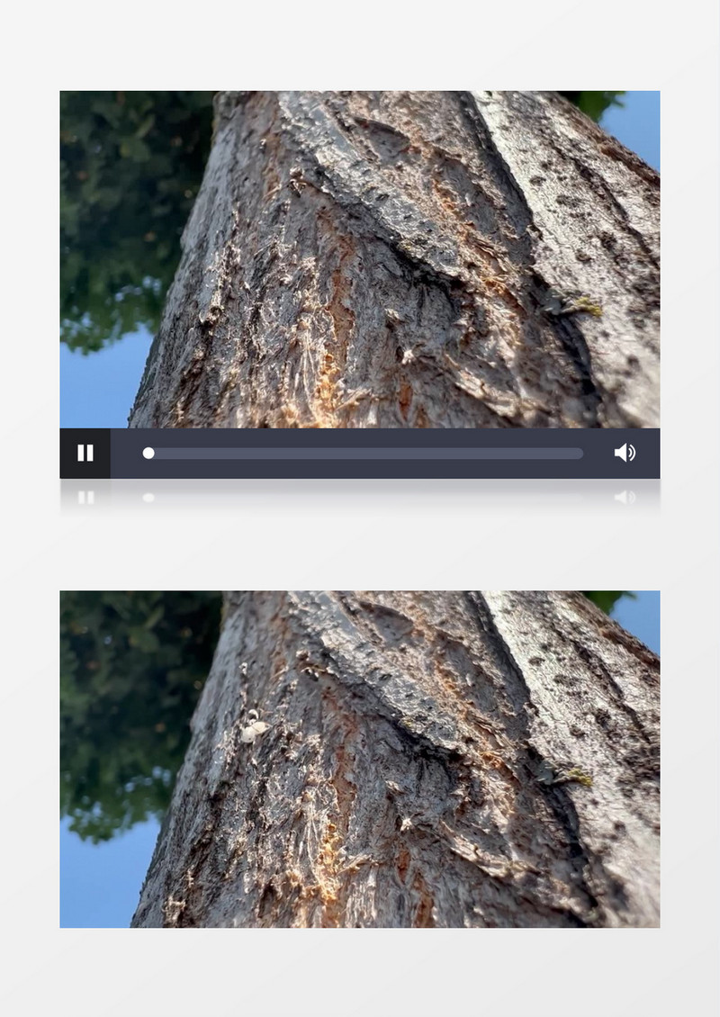 在树干上不断爬行的蚂蚁实拍视频素材
