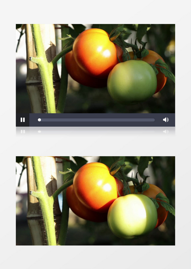 挂在枝头上的西红柿实拍视频素材
