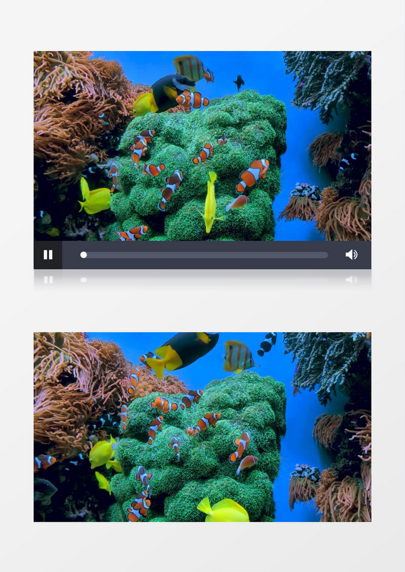 海底有一群鱼在游戏实拍视频素材