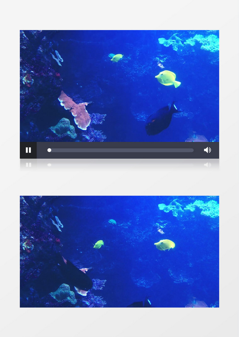 在水里自由自在穿梭的鱼群实拍视频素材