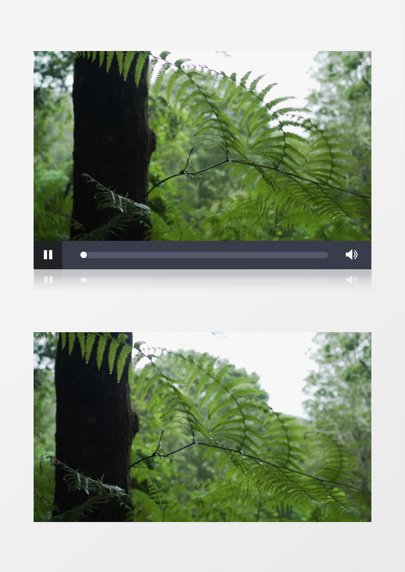 雨过天晴之后的森林和闪着水珠的树叶实拍视频素材
