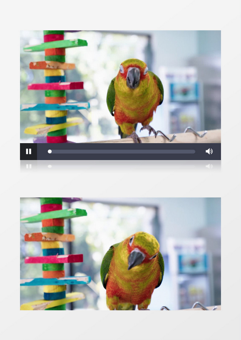 鹦鹉站在木棍上四处张望实拍视频素材