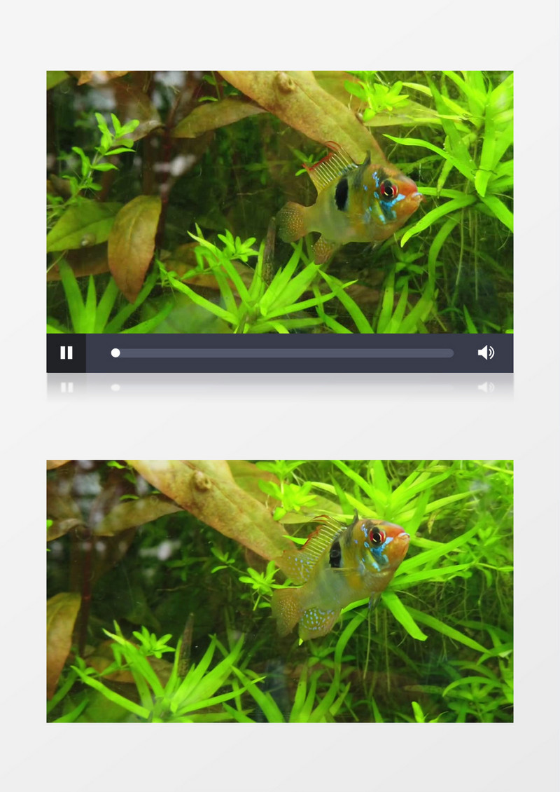 荷兰凤凰鱼在水草中穿梭实拍视频素材