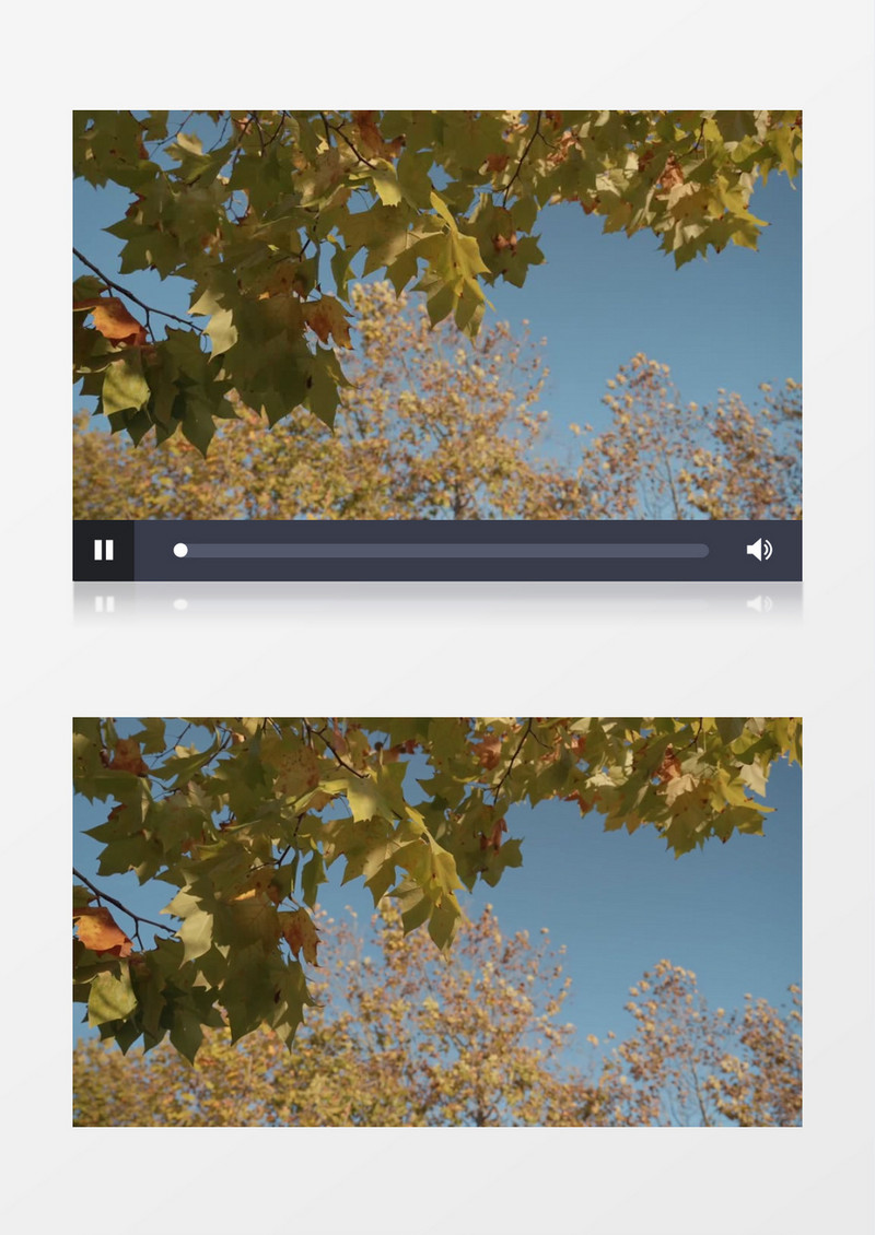 秋季变黄的树叶在随风飘动实拍视频素材