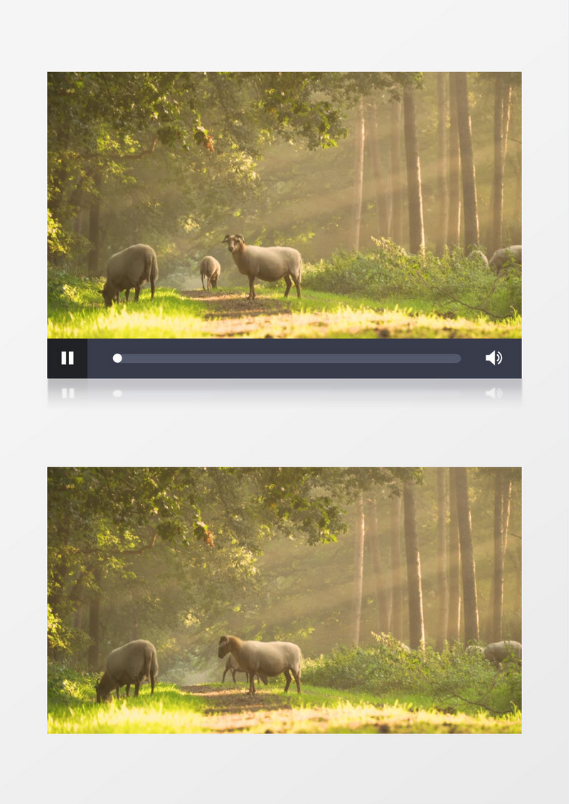 一群山羊在草地上觅食实拍视频素材