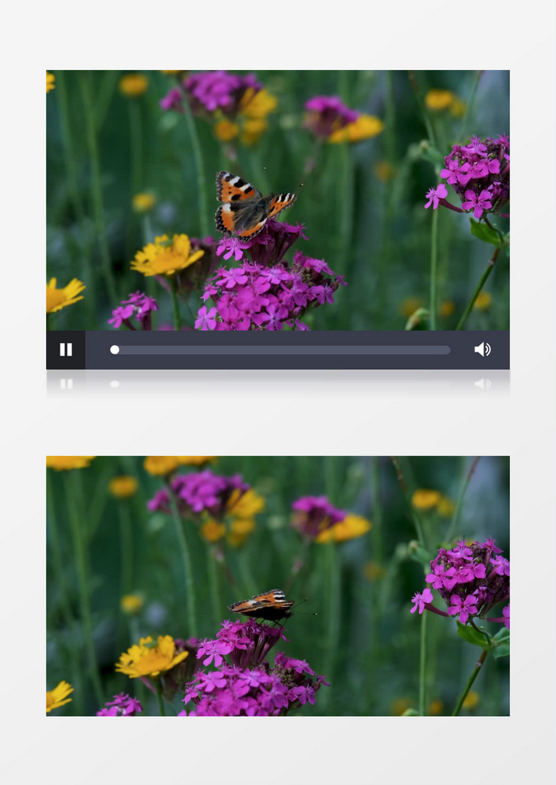 一枝花蝴蝶在紫色的花朵上觅食实拍视频素材