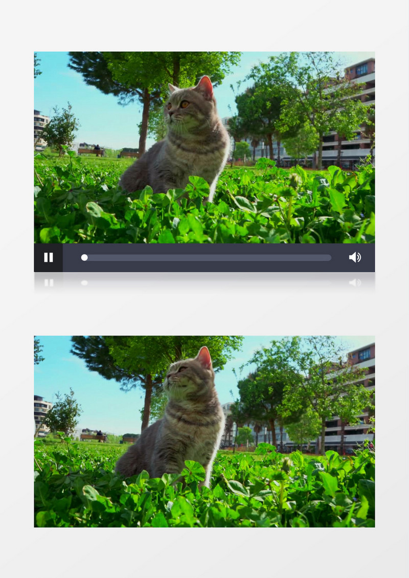 一只猫蹲坐在草地上四处张望实拍视频素材