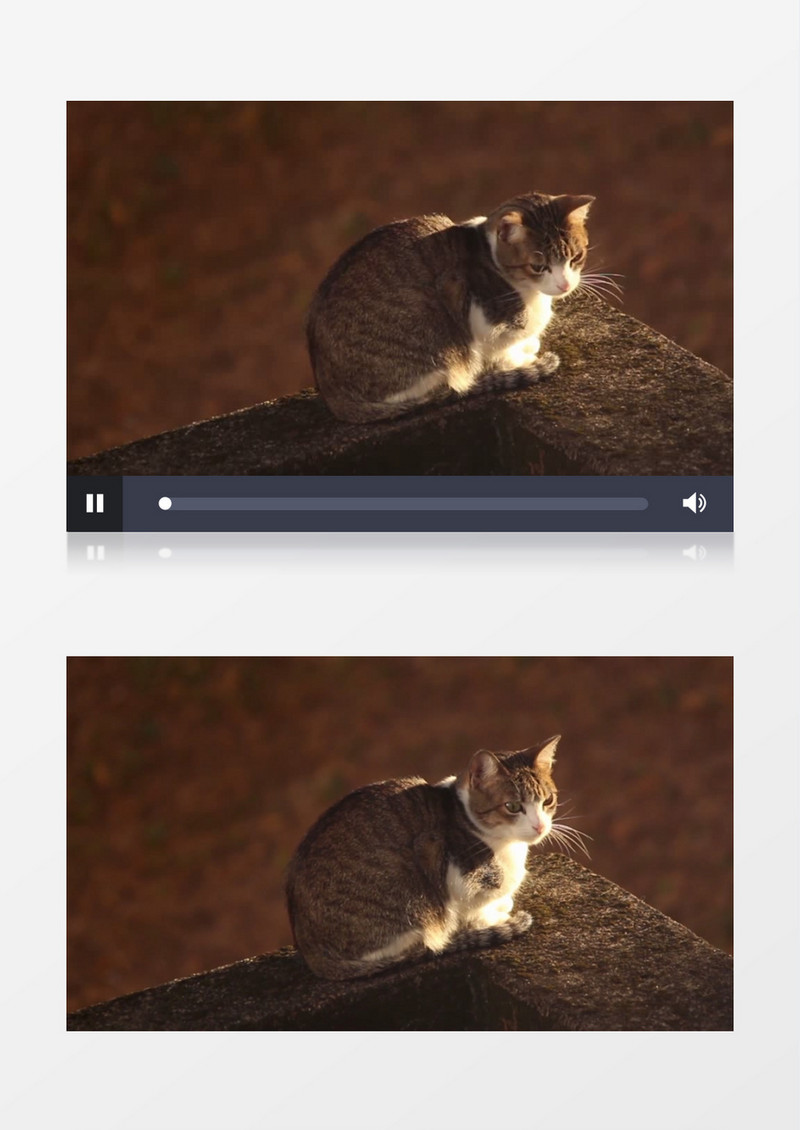 一只猫蹲坐在墙角上实拍视频素材