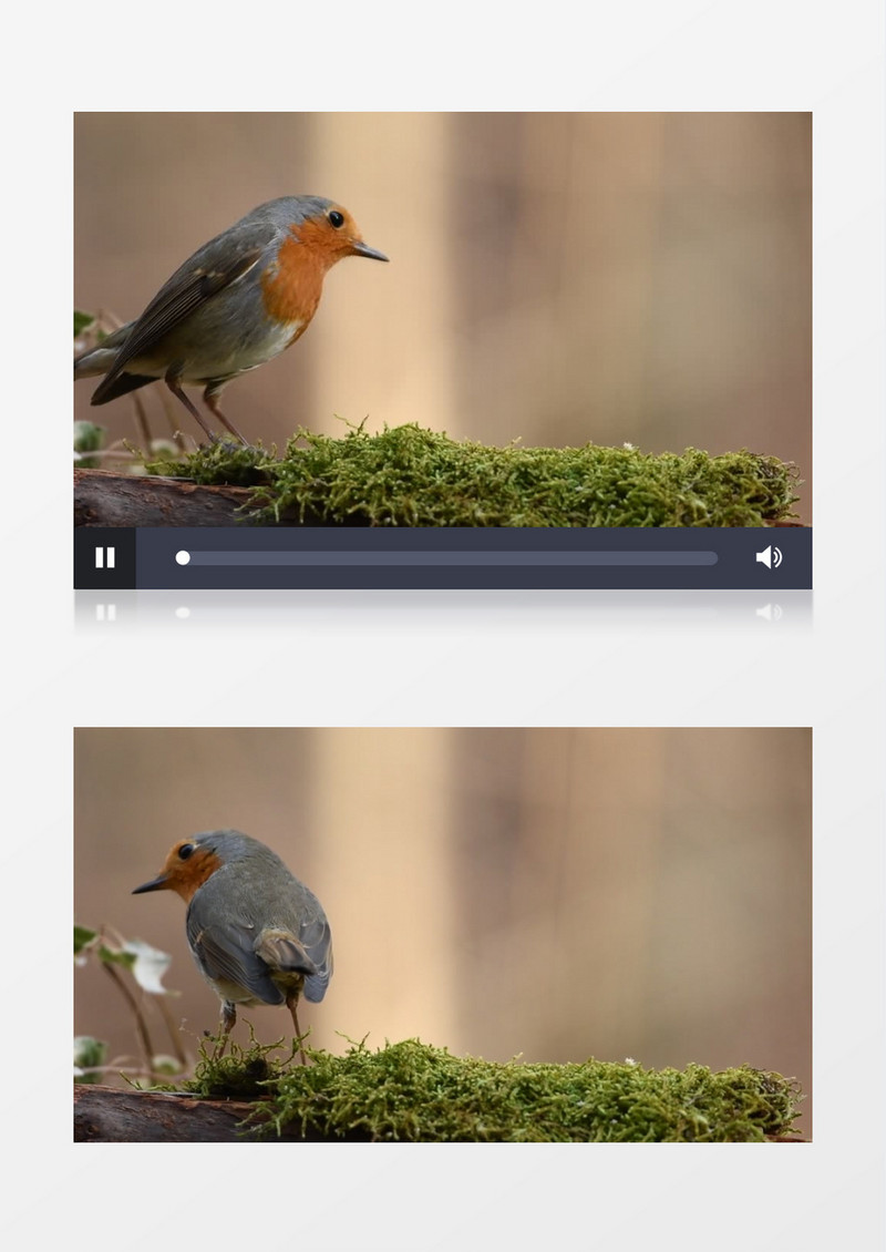 一只知更鸟在觅食实拍视频素材