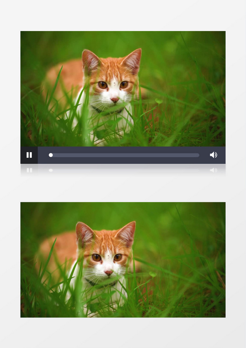 一只小猫蹲在草丛里目视前方实拍视频素材