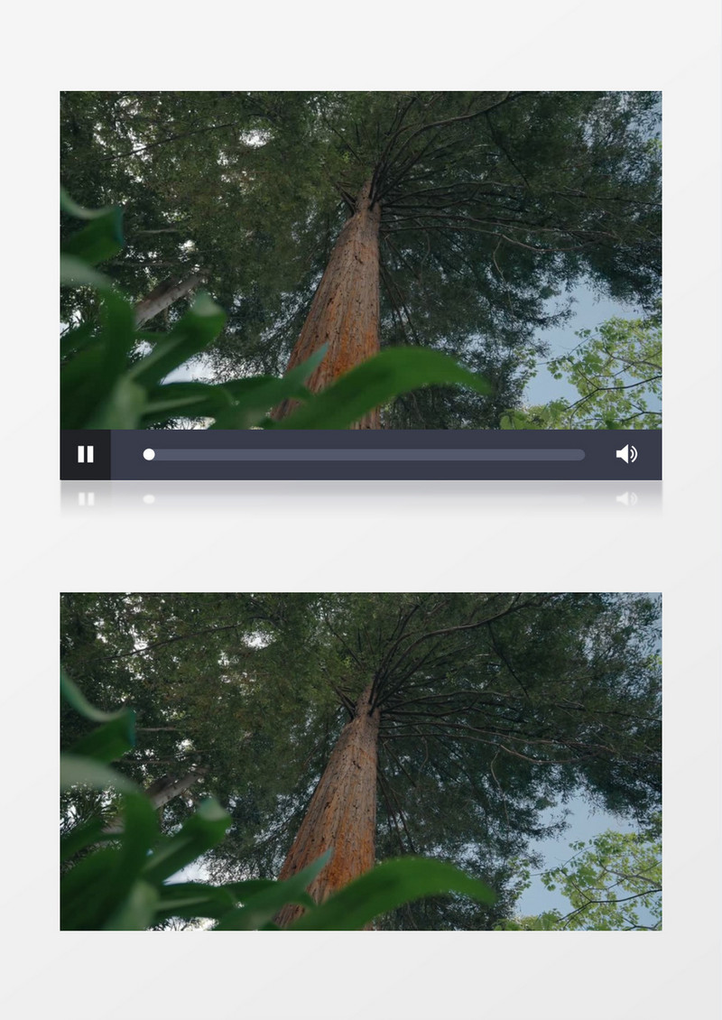 实拍高耸粗壮的树木实拍视频素材