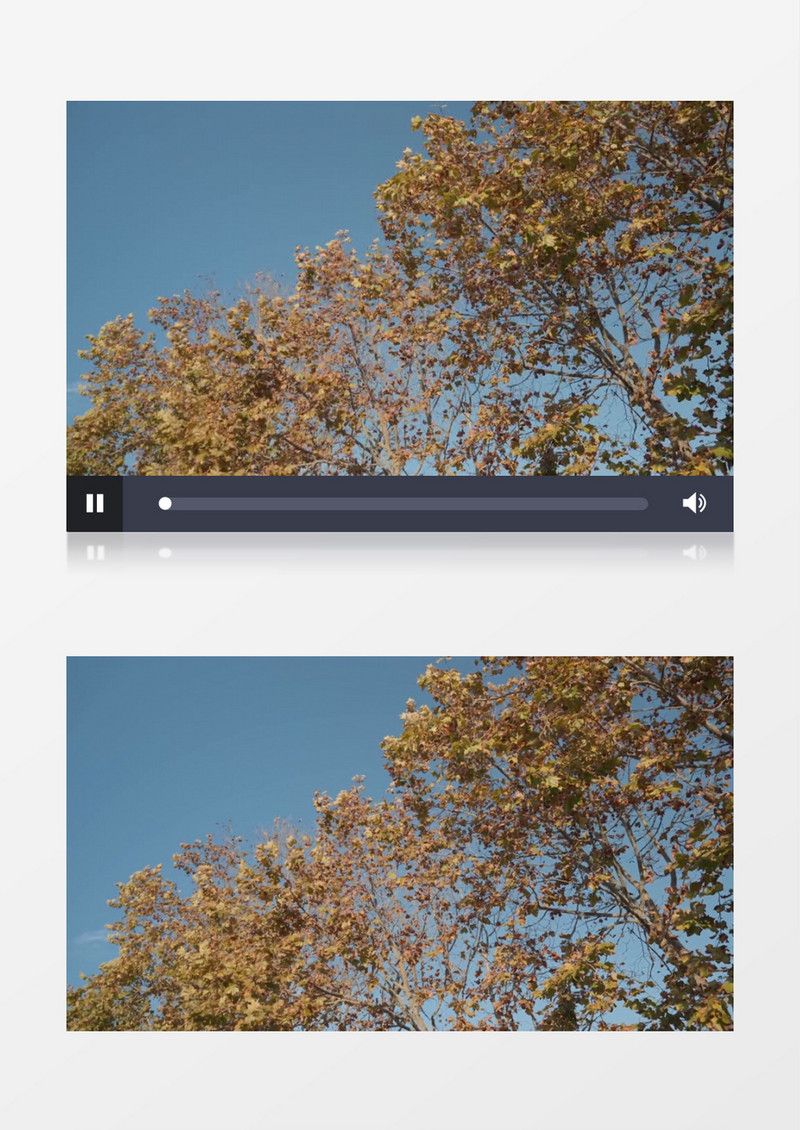 蓝天下秋季枯黄的树叶在摇曳实拍视频素材