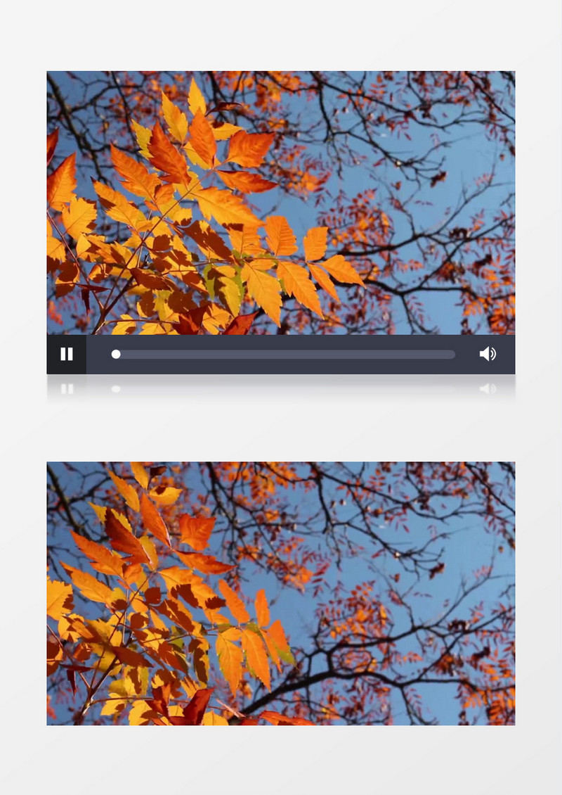 红色的树叶在蓝天下随风晃动实拍视频素材