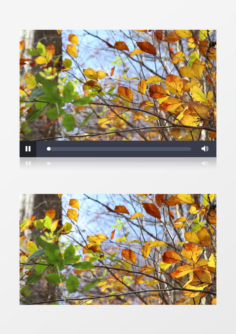 泛黄的树叶在风中摇曳实拍视频素材