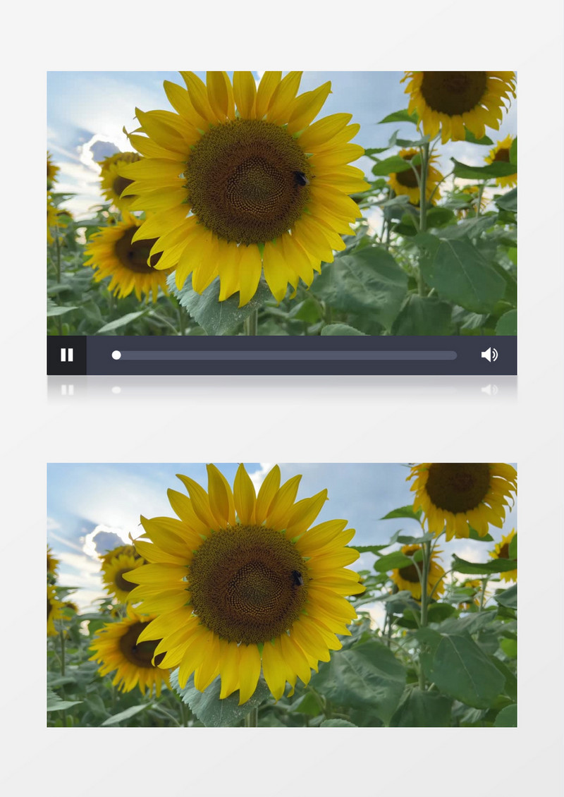 蜜蜂在向日葵上采蜜实拍视频素材