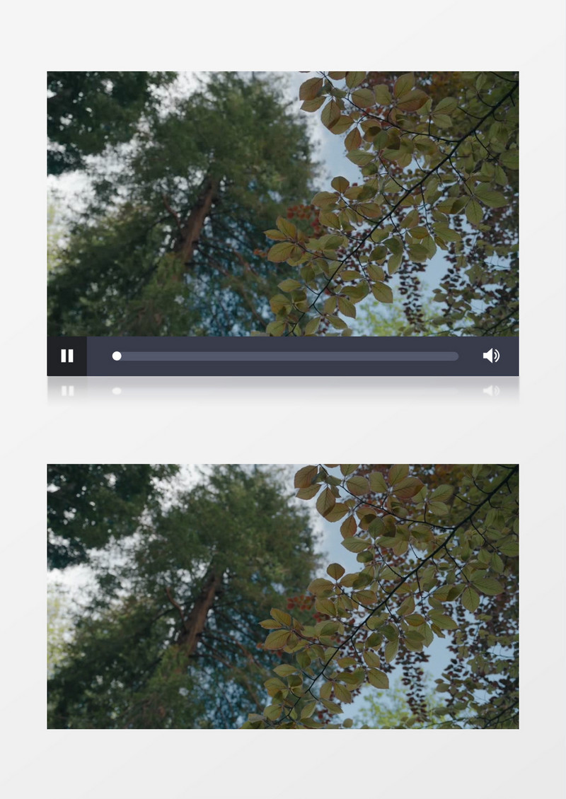 微微晃动的树叶实拍视频素材