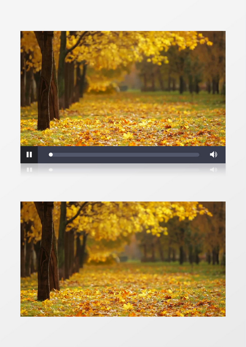 秋季枯黄树叶铺满地面实拍视频素材