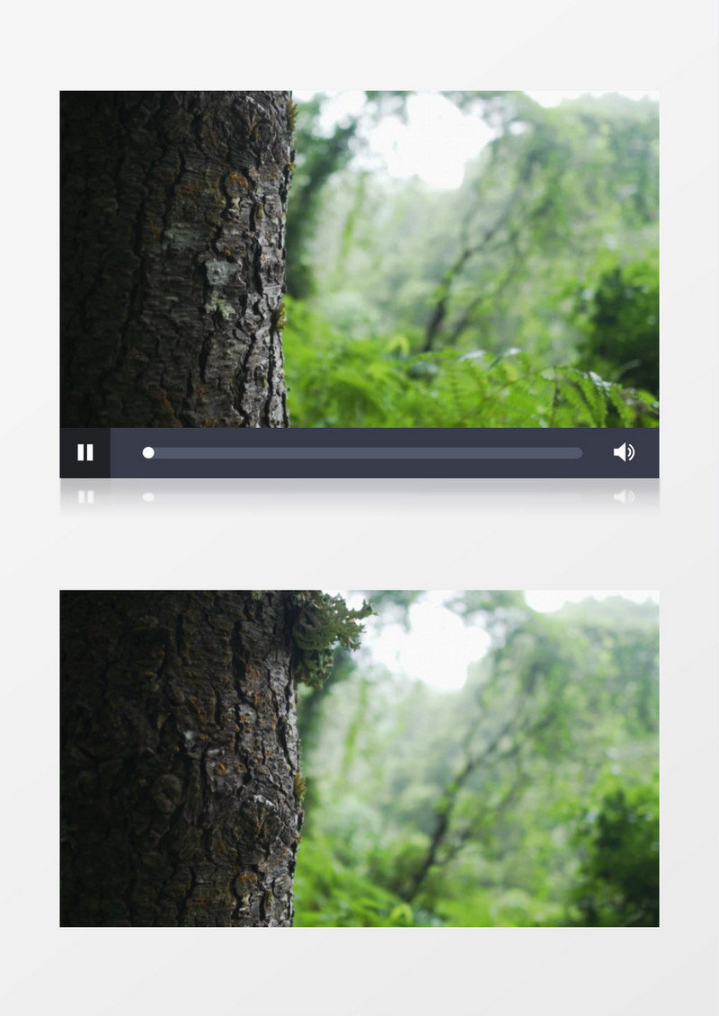 树干上长满了青苔实拍视频素材