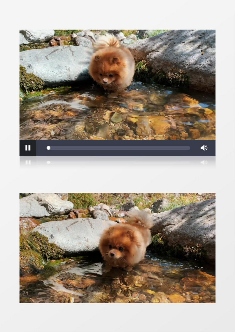 一只小狗在水中行走实拍视频素材