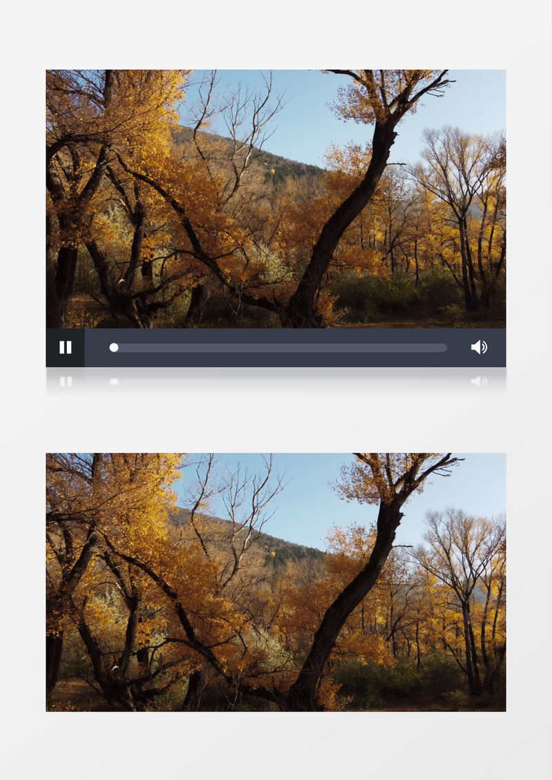 秋季山坡上的树木树叶变黄脱落实拍视频素材