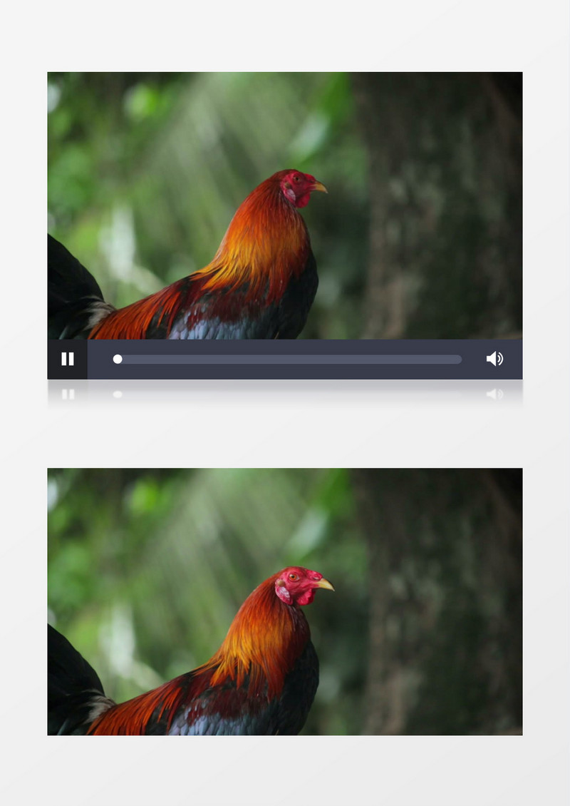 一只鸡在四处张望实拍视频素材