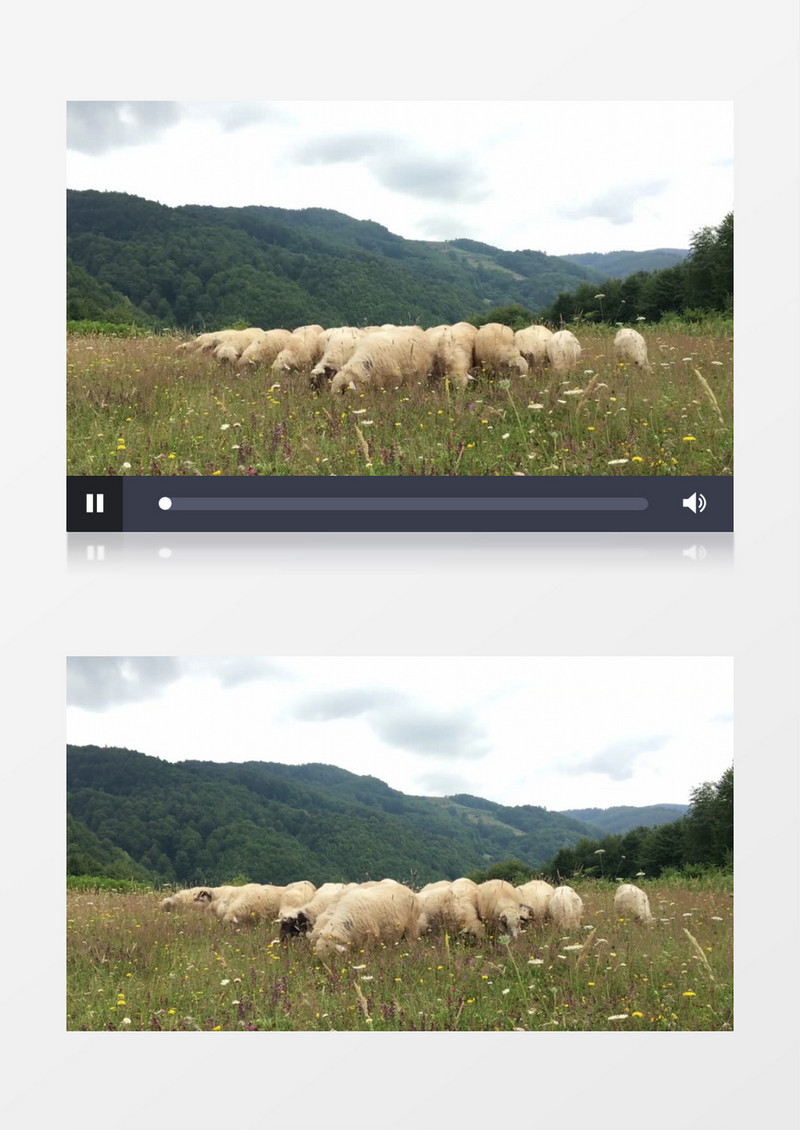 一群绵羊在山顶吃草实拍视频素材