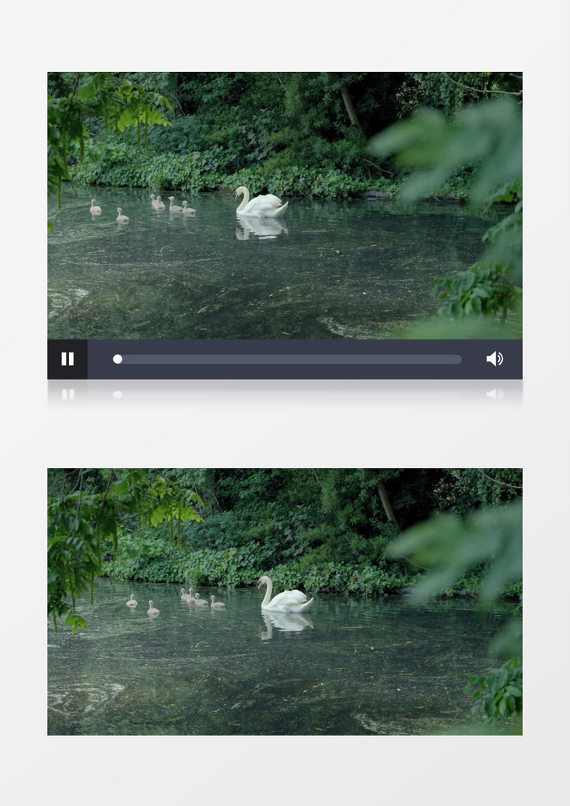 一群天鹅在水中游走实拍视频素材