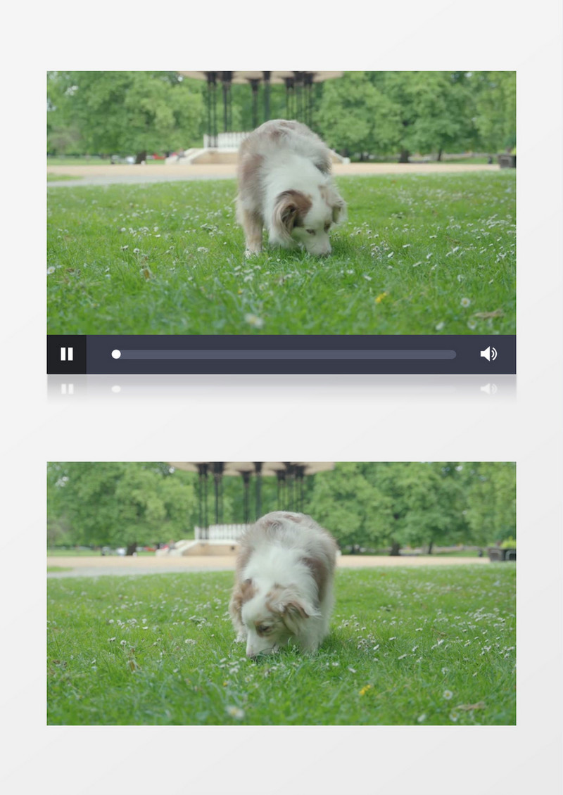 一只小狗在草地上打滚实拍视频素材