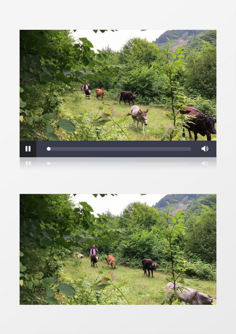 一个老人带着一群牛羊和骡子走在郊外实拍视频素材