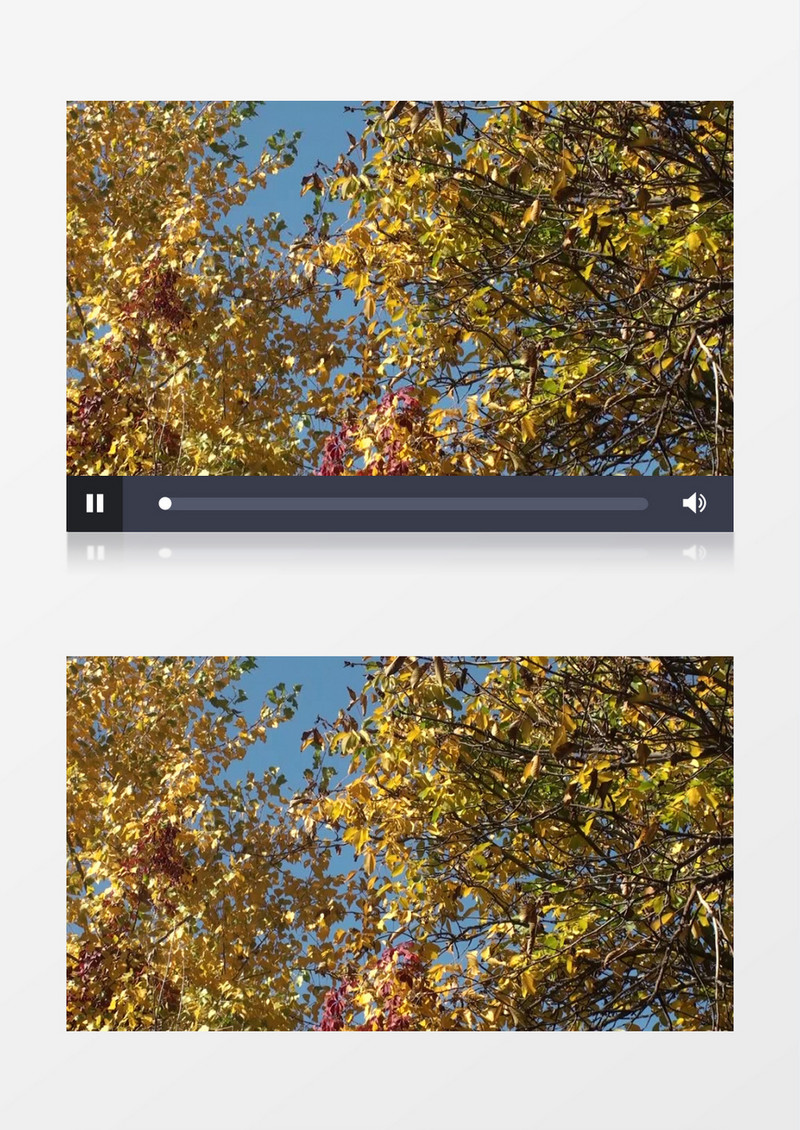 秋天蓝天下变黄的树叶实拍视频素材