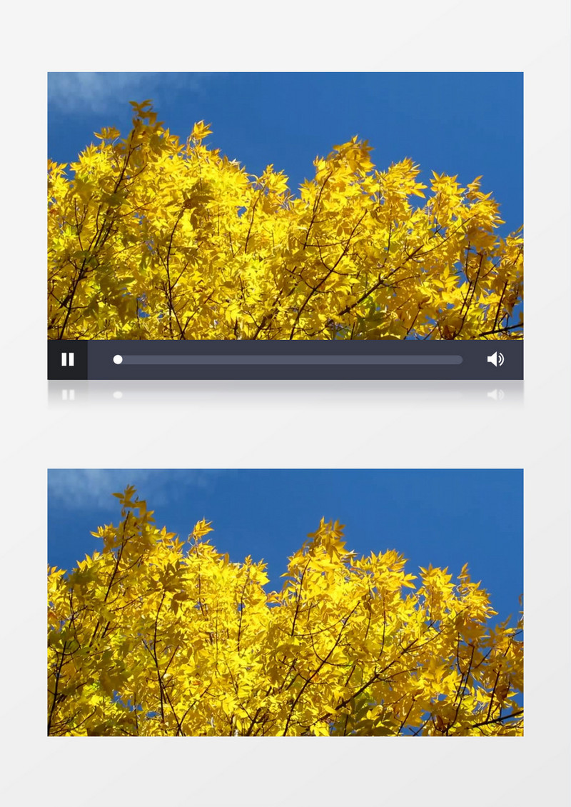 秋季变黄的枫叶在风中摇曳实拍视频素材