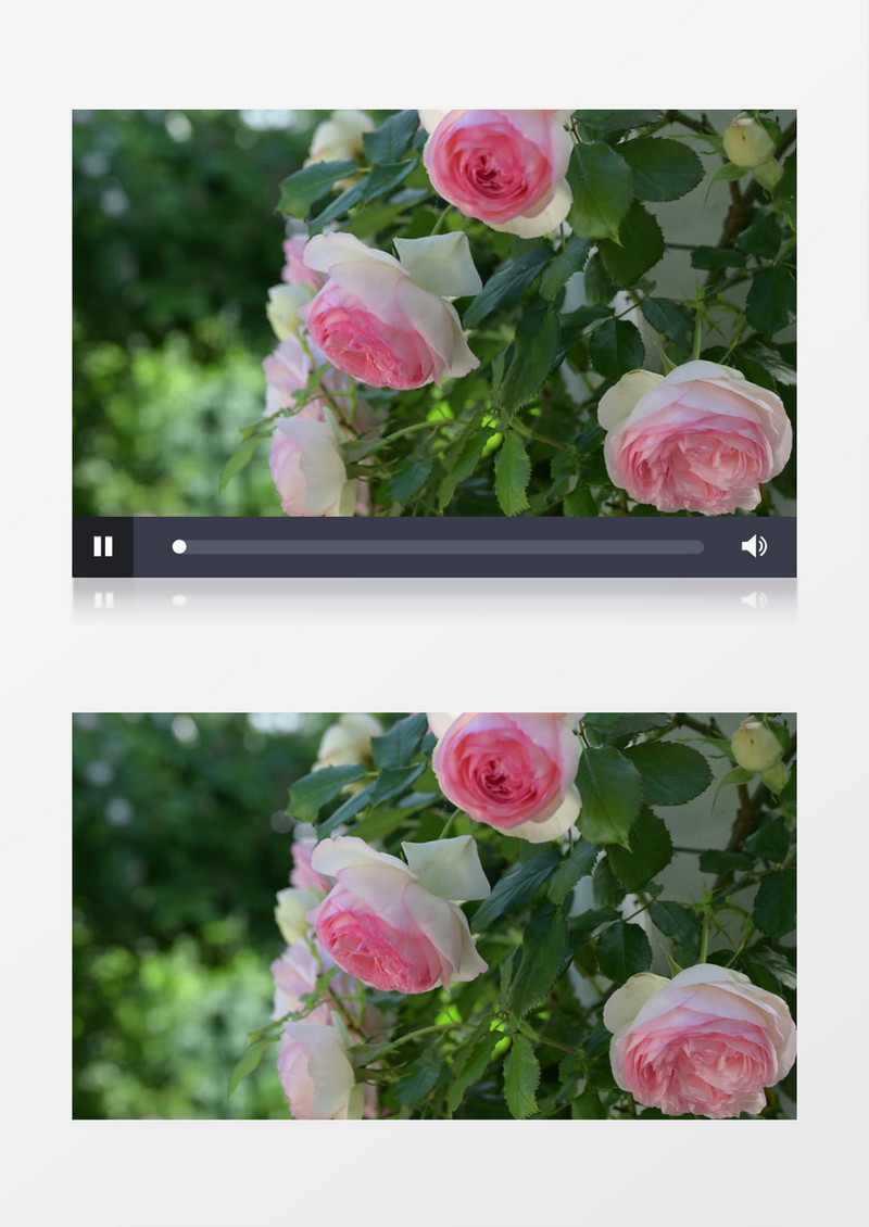 粉色的玫瑰朵在风中晃动实拍视频素材