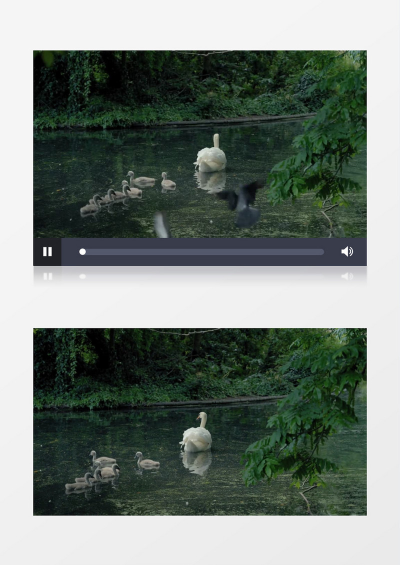 天鹅带着小天鹅在水中游走实拍视频素材