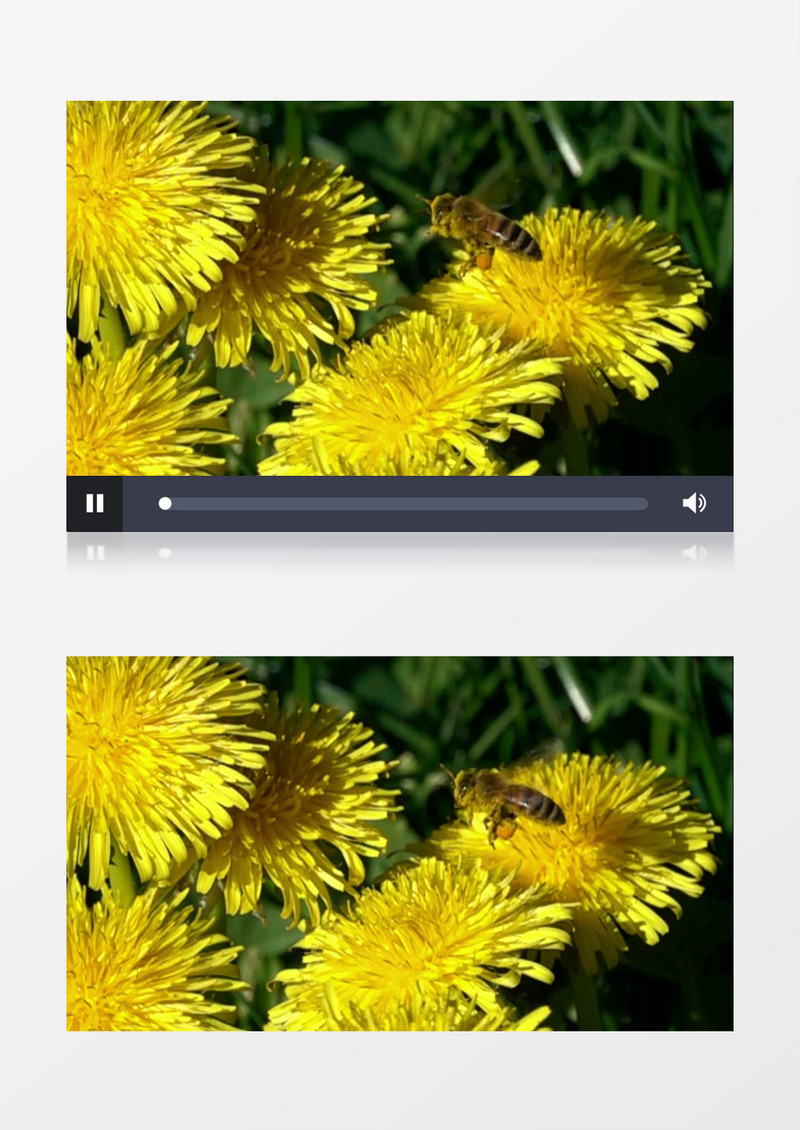 蜜蜂在菊花上方飞舞实拍视频素材
