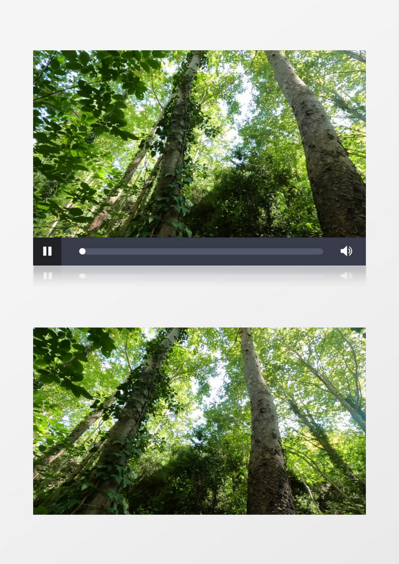 镜头旋转拍摄正午的丛林实拍视频素材