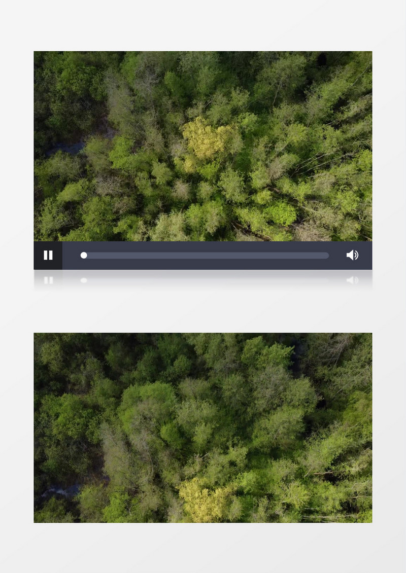 茂盛的森林和森林中的湖水实拍视频素材