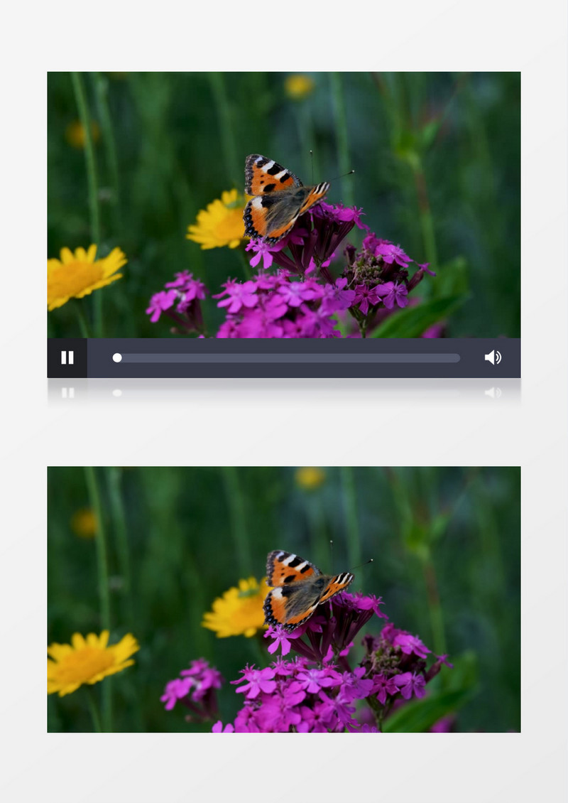 一只蝴蝶在紫色花朵上觅食实拍视频素材