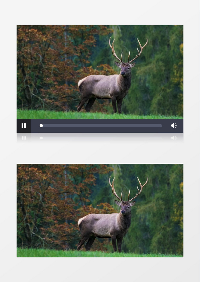 一只鹿站立在草地上张望实拍视频素材