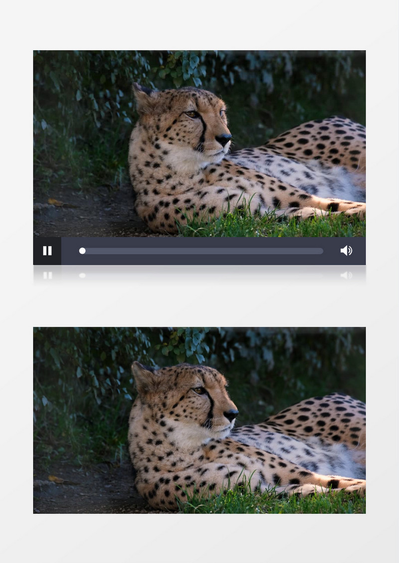 一只豹子在地面上休息实拍视频素材
