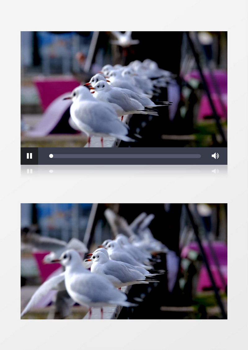 一群鸽子蹲坐在石柱上实拍视频素材
